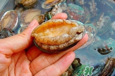 男人吃鮑魚能補(bǔ)腎嗎？腎虛能吃鮑魚嗎？