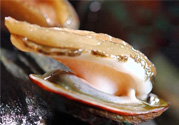 男人吃鮑魚能補(bǔ)腎嗎？腎虛能吃鮑魚嗎？