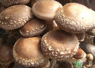 吃香菇有什么好處？吃香菇有什么壞處？