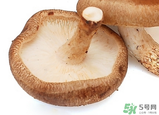 香菇根能吃嗎？香菇的根可以吃嗎？
