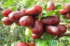 吃紅棗不能補(bǔ)血嗎？紅棗亂吃不但不能補(bǔ)血