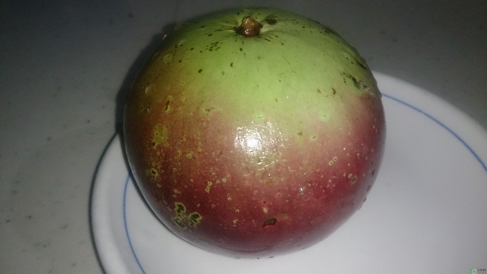 牛奶果怎么吃？牛奶果的功效與作用