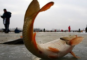 冬天釣魚用什么餌料？冬天釣魚用什么小藥？