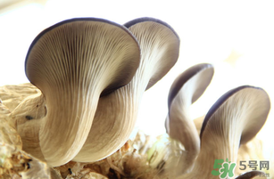 平菇不能和什么一起吃？平菇不能與什么同食？