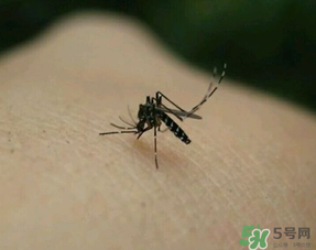冬天有蚊子嗎？為什么冬天還有蚊子？