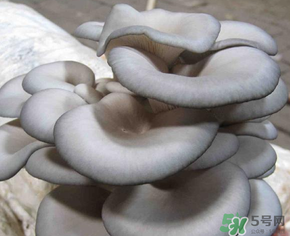 平菇可以放冰箱嗎？平菇在冰箱可以放幾天？