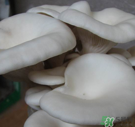 平菇可以放冰箱嗎？平菇在冰箱可以放幾天？