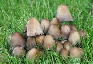 草菇不能和什么一起吃？草菇和什么相克？