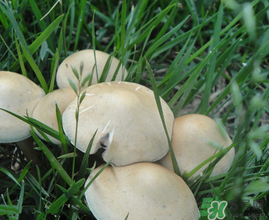 草菇不能和什么一起吃？草菇和什么相克？