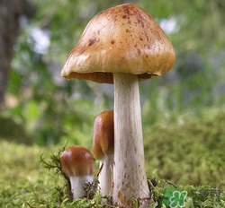 蘑菇可以放冰箱嗎？蘑菇放冰箱長毛了能吃嘛？