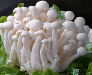 白玉菇孕婦能吃嗎？孕婦可以吃白玉菇嗎？
