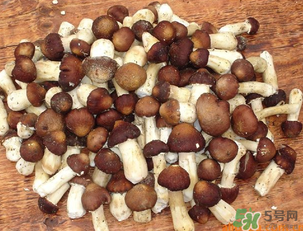 草菇可以放冰箱嗎？草菇放冰箱還能吃嗎？