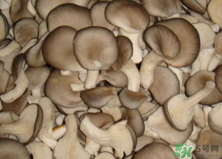 吃平菇有什么好處？平菇怎么做好吃？