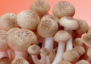 草菇可以放冰箱嗎？草菇放冰箱還能吃嗎？