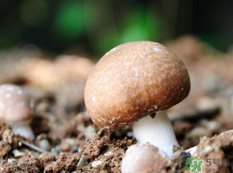 巴西蘑菇怎么吃？巴西蘑菇的作用與功效