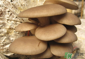 吃平菇會中毒嗎？平菇吃了會中毒嗎？