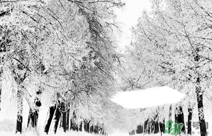 小雪喝什么茶？小雪茶品推薦