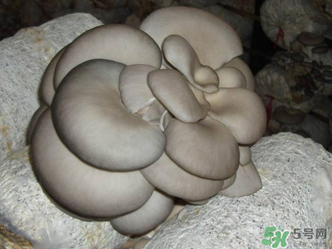 平菇是什么樣子？平菇是怎么長出來的？