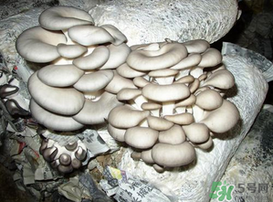 平菇是什么樣子？平菇是怎么長出來的？