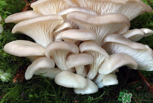 坐月子能吃平菇嗎？坐月子能不能吃平菇？