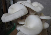 坐月子能吃平菇嗎？坐月子能不能吃平菇？