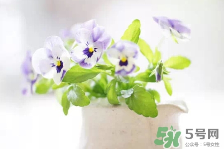 冬天陽臺種什么植物好？冬天種什么植物好養(yǎng)活？