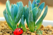 冬天陽臺種什么植物好？冬天種什么植物好養(yǎng)活？