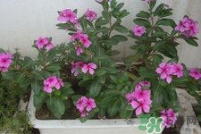 冬天陽臺種什么植物好？冬天種什么植物好養(yǎng)活？