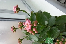 冬天陽臺種什么植物好？冬天種什么植物好養(yǎng)活？