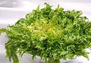 苦菊可以減肥嗎？苦菊怎么吃可以減肥？