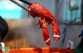 冬天有小龍蝦嗎？冬天吃小龍蝦好嗎？