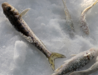 冬天怎么釣魚？冬天怎么釣鯽魚？