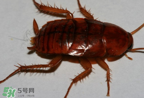 冬天有蟑螂嗎？蟑螂冬天還有嗎？