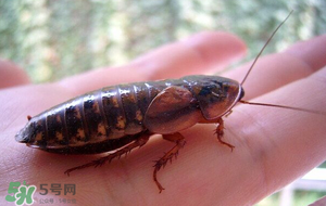 冬天有蟑螂嗎？蟑螂冬天還有嗎？