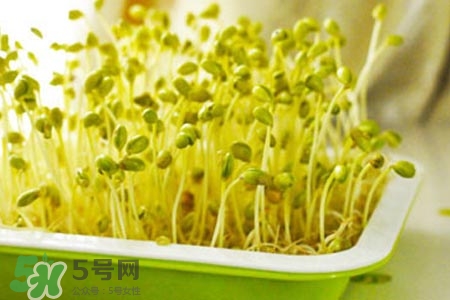 冬天可以發(fā)豆芽嗎？冬天怎樣發(fā)黃豆芽？