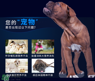 狗狗營(yíng)養(yǎng)膏一天吃幾次？狗狗營(yíng)養(yǎng)膏一天喂多少？