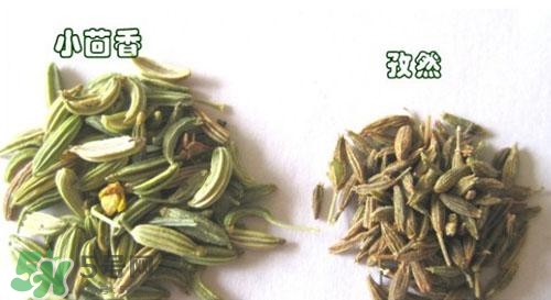 小茴香是孜然嗎？小茴香和孜然的區(qū)別