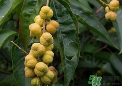 巴豆可以治療便秘嗎？便秘可以吃巴豆嗎？