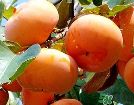 一天可以吃幾個柿子？柿子每天可以吃幾個？