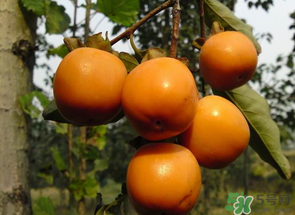 一天可以吃幾個柿子？柿子每天可以吃幾個？