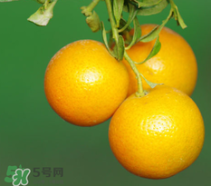 新鮮的桔子怎么保存？新鮮桔子儲(chǔ)存方法