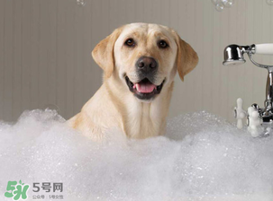 冬天狗狗多久洗一次澡？狗狗冬天久洗一次澡？