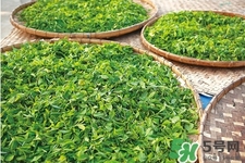 口含茶葉能治口臭嗎？口含茶葉有什么作用？