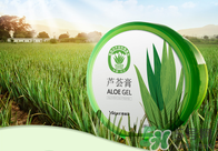 雅麗潔蘆薈膠多少錢？雅麗潔蘆薈膠好不好？