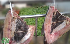 新鮮魚怎么腌制咸魚塊？咸魚塊怎么腌制