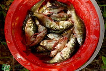 腌魚用什么容器？腌魚用什么裝？