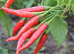 辣椒變紅能吃嗎？辣椒為什么會變紅？