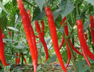 辣椒變紅能吃嗎？辣椒為什么會變紅？