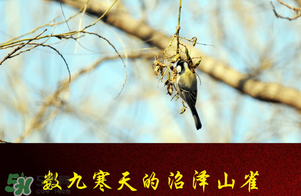 2017年三九四九是什么時(shí)候？2017年四九是哪天？