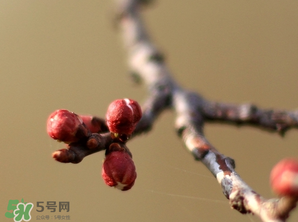 六九是幾號？2017年六九是哪天？